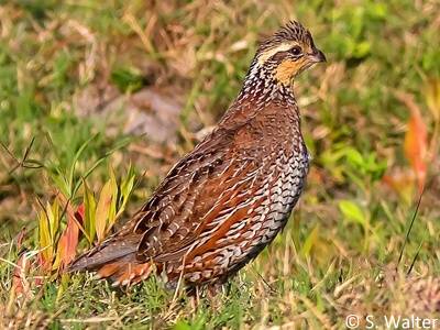 Upland game birds for sale california